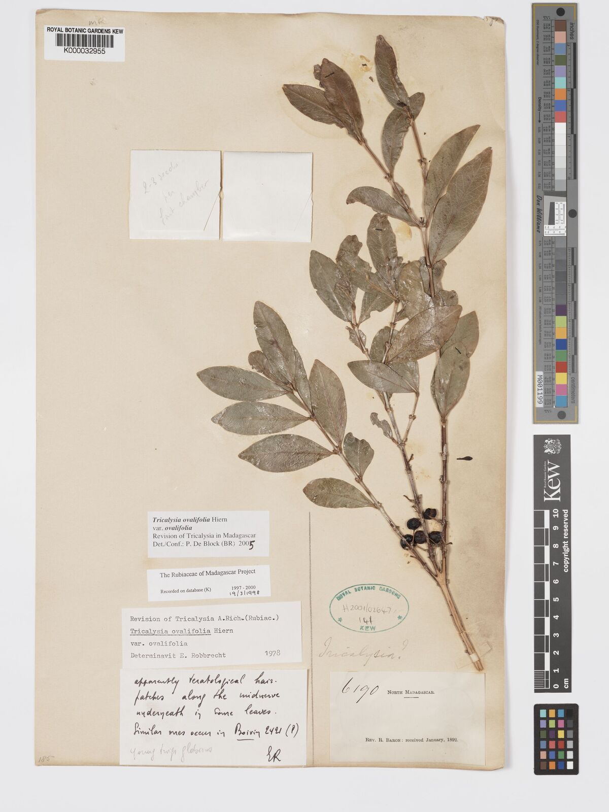 Empogona ovalifolia