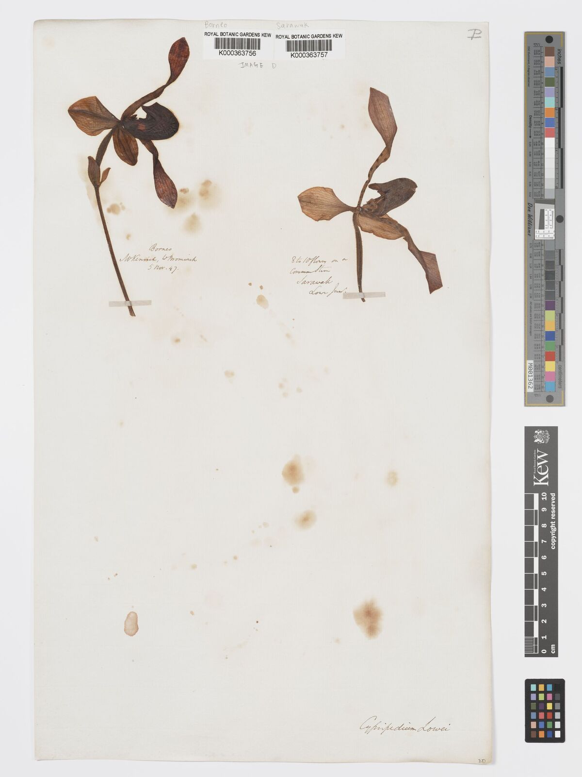 Kew Gardens K000363757:  [Low] [s.n.] Malaysia