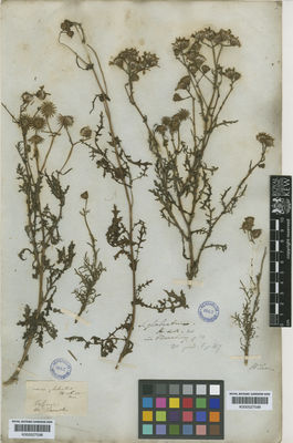 Kew Gardens K000527598:  [Edmonston] [s.n.] Chile