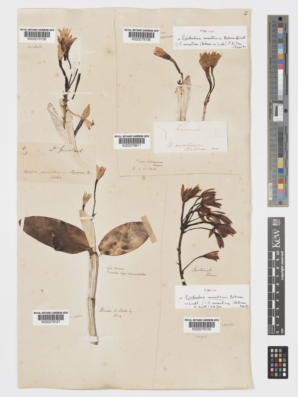 Kew Gardens K000079727:  Bates [s.n.] Mexico