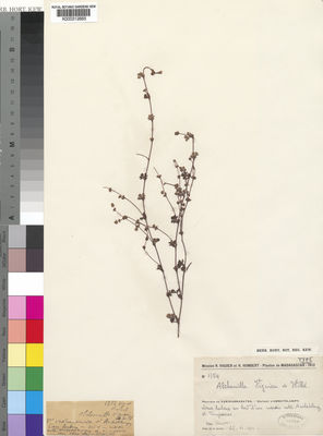 Kew Gardens K000312665:  Viguier, R., and Humbert, H. [1754] Madagascar