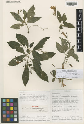 Kew Gardens K000794951:  Lovett, J. [854] Tanzania