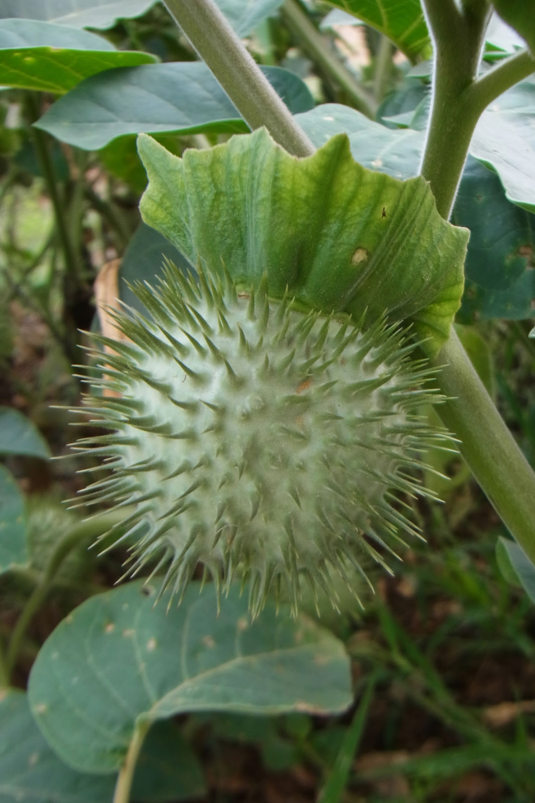 Datura innoxia Mill. | Plants of the World Online | Kew Science