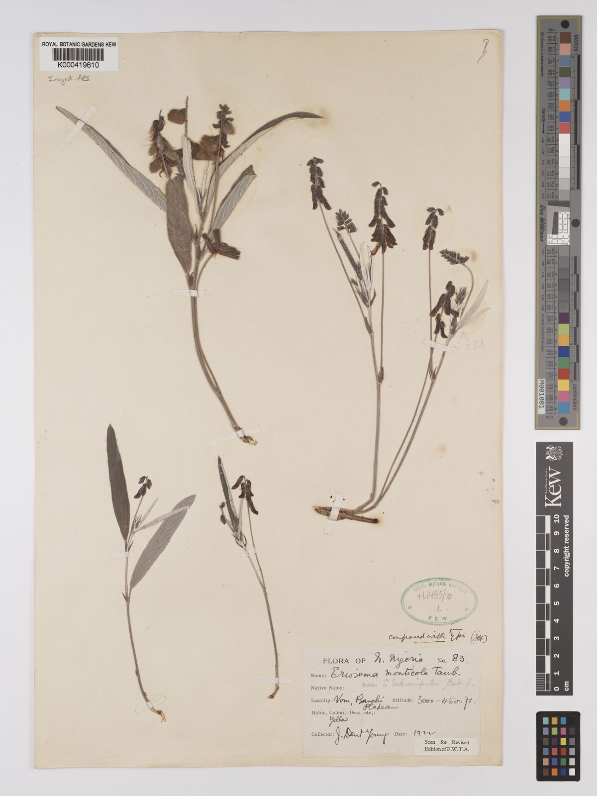 Kew Gardens K000419610:  Dent Young, J. [83] Nigeria