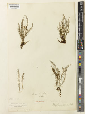 Kew Gardens K000446205:  Low, H. [s.n.] Malaysia