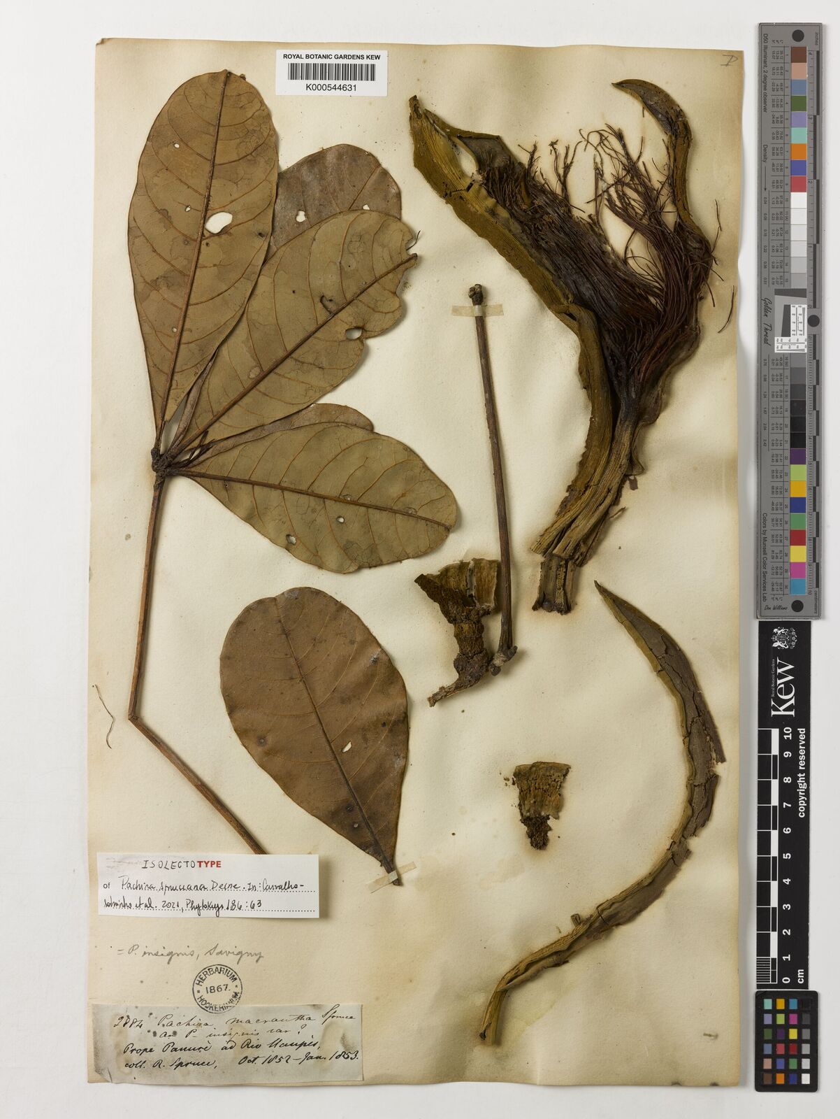 Kew Gardens K000544631:  Spruce, R. [2884] Brazil