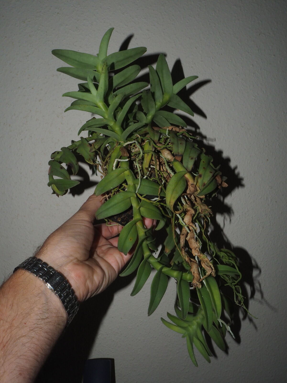 Epidendrum Medusae Rchbf Pfitzer Plants Of The World Online Kew