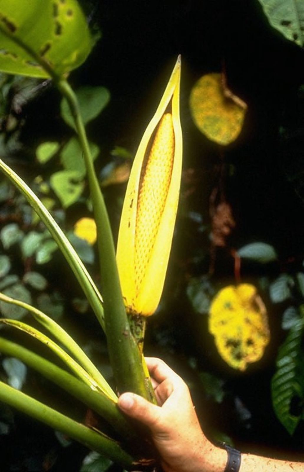 Epipremnum Falcifolium Engl Plants Of The World Online Kew Science