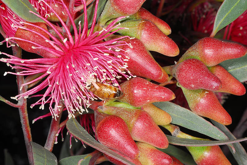 Eucalyptus erythronema Turcz. | Plants of the World Online | Kew Science