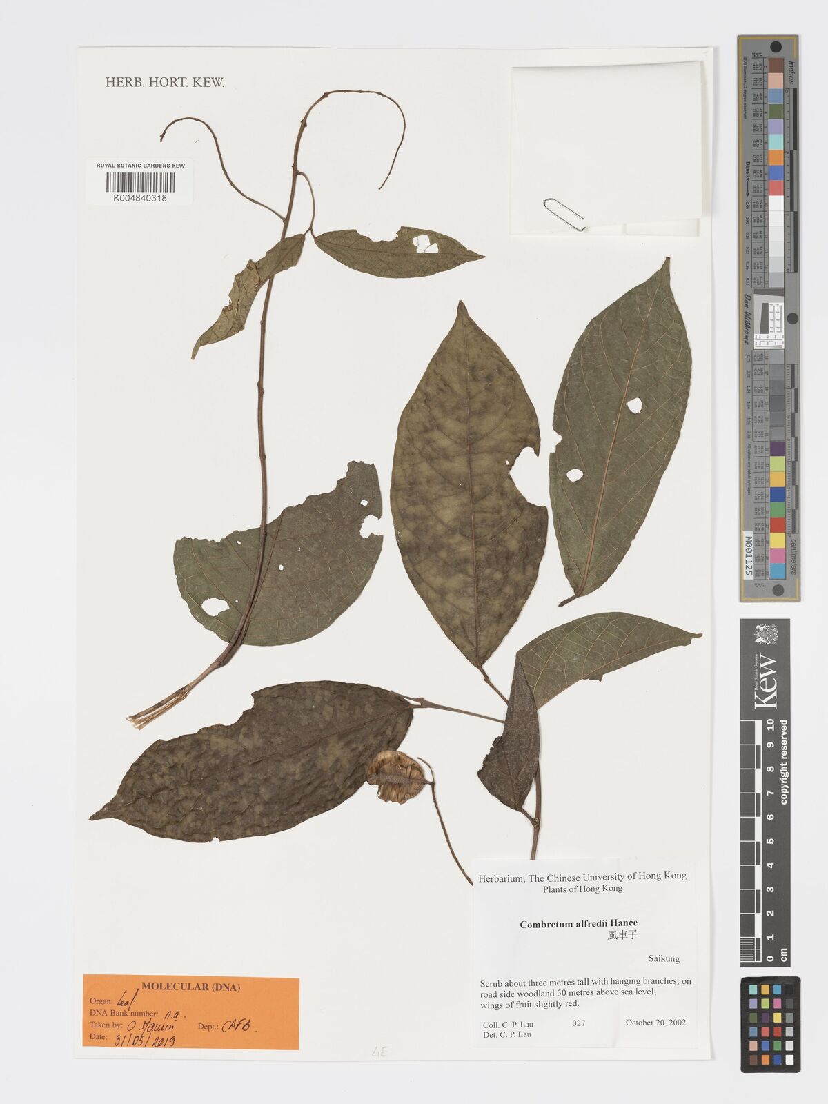 Combretum Alfredi Hance Plants Of The World Online Kew Science combretum-alfredi-hance-plants-of-the-world-online-kew-science