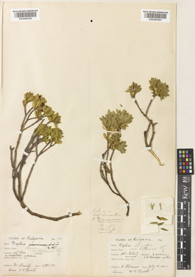 Kew Gardens K000900092:  Stojanoff, N.A. [861] Bulgaria