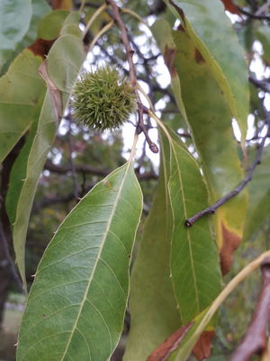 Castanea henryi (Skan) Rehder & E.H.Wilson | Plants of the World Online ...