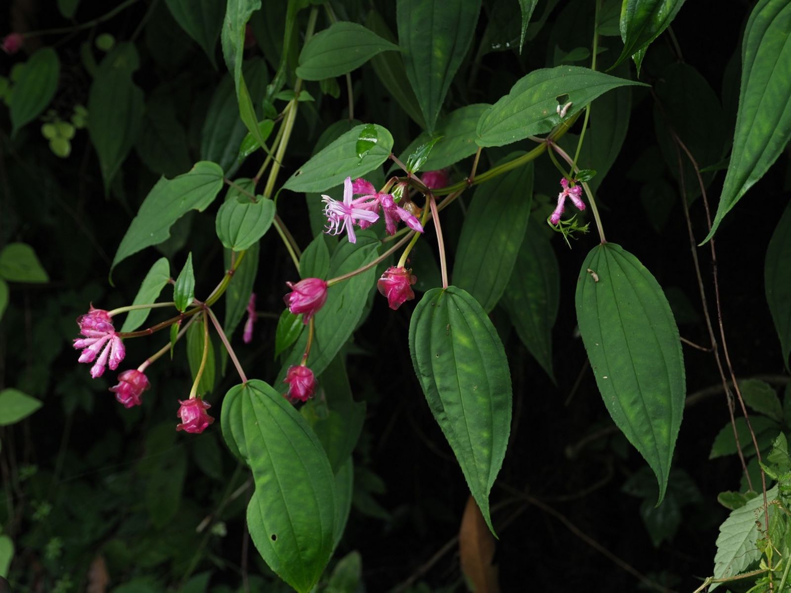 Fordiophyton Stapf | Plants of the World Online | Kew Science