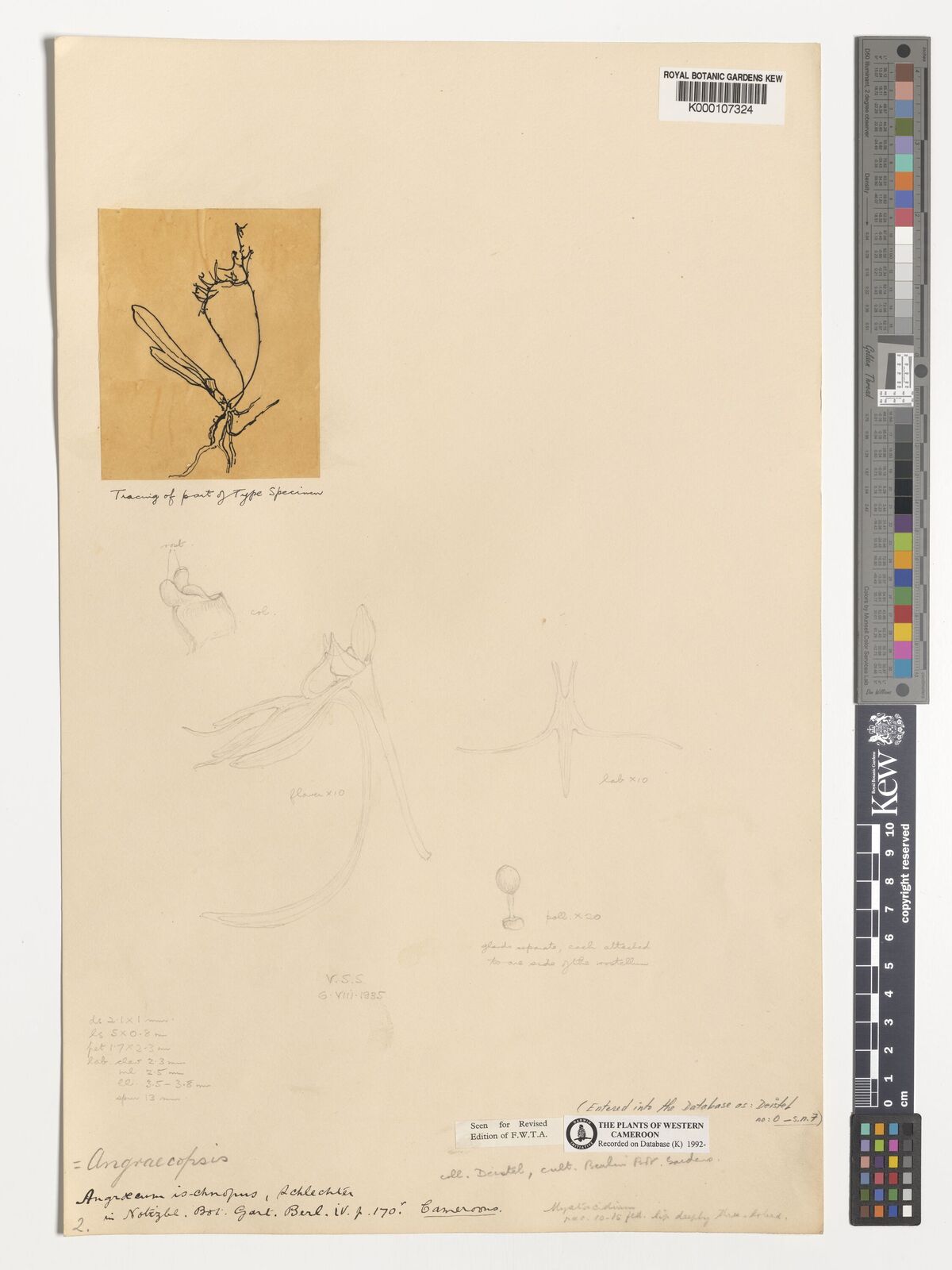 Kew Gardens K000107324:  Deistel H. [0s.n.7]