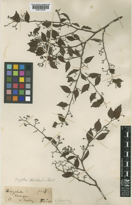 Kew Gardens K000723020:  Haviland, G.D. [(22134)] Malaysia