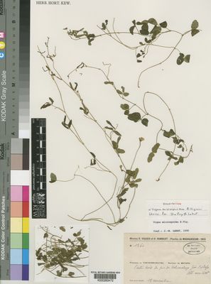 Kew Gardens K000263472:  Viguier, R.; Humbert, H. [1364] Madagascar