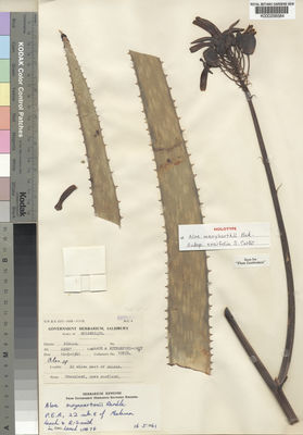 Kew Gardens K000256584:  Leach; Rutherford-Smith [10876] Mozambique