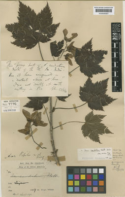 Kew Gardens K000640937:  'Dr. King's Collector' [s.n.] India