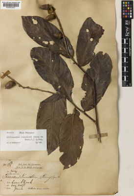 Kew Gardens K000832421:  Dr. King's Collector [3054] Malaysia