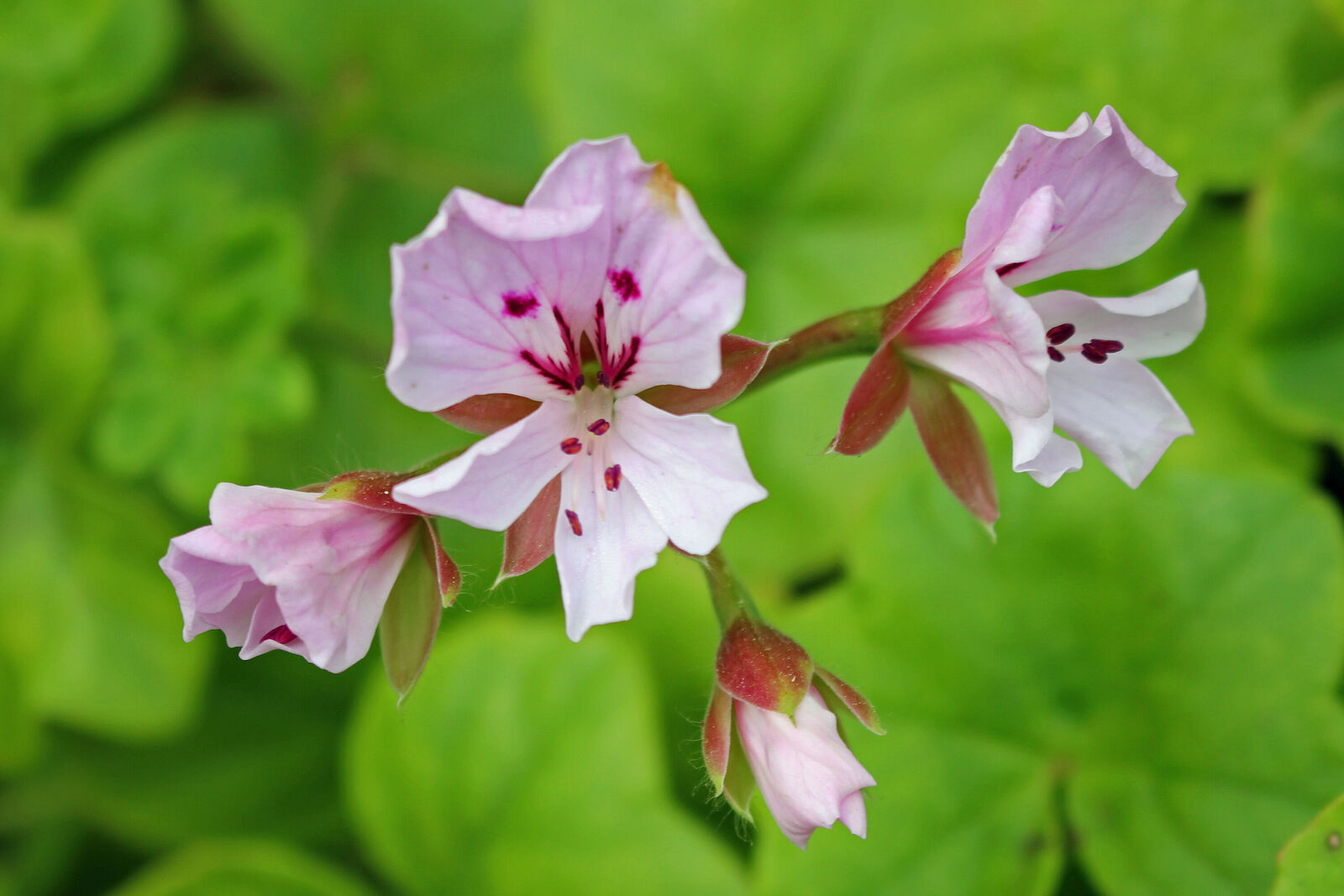 Pelargonium peltatum