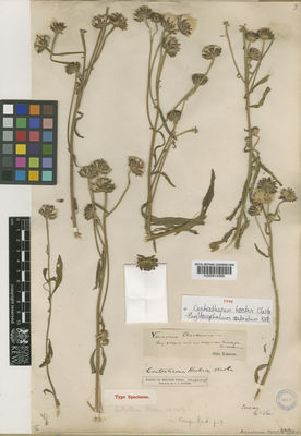 Kew Gardens K000814588:  Law [s.n.] India