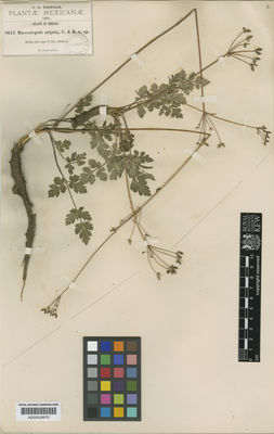 Kew Gardens K000529870:  Pringle, C.G. [8612] Mexico