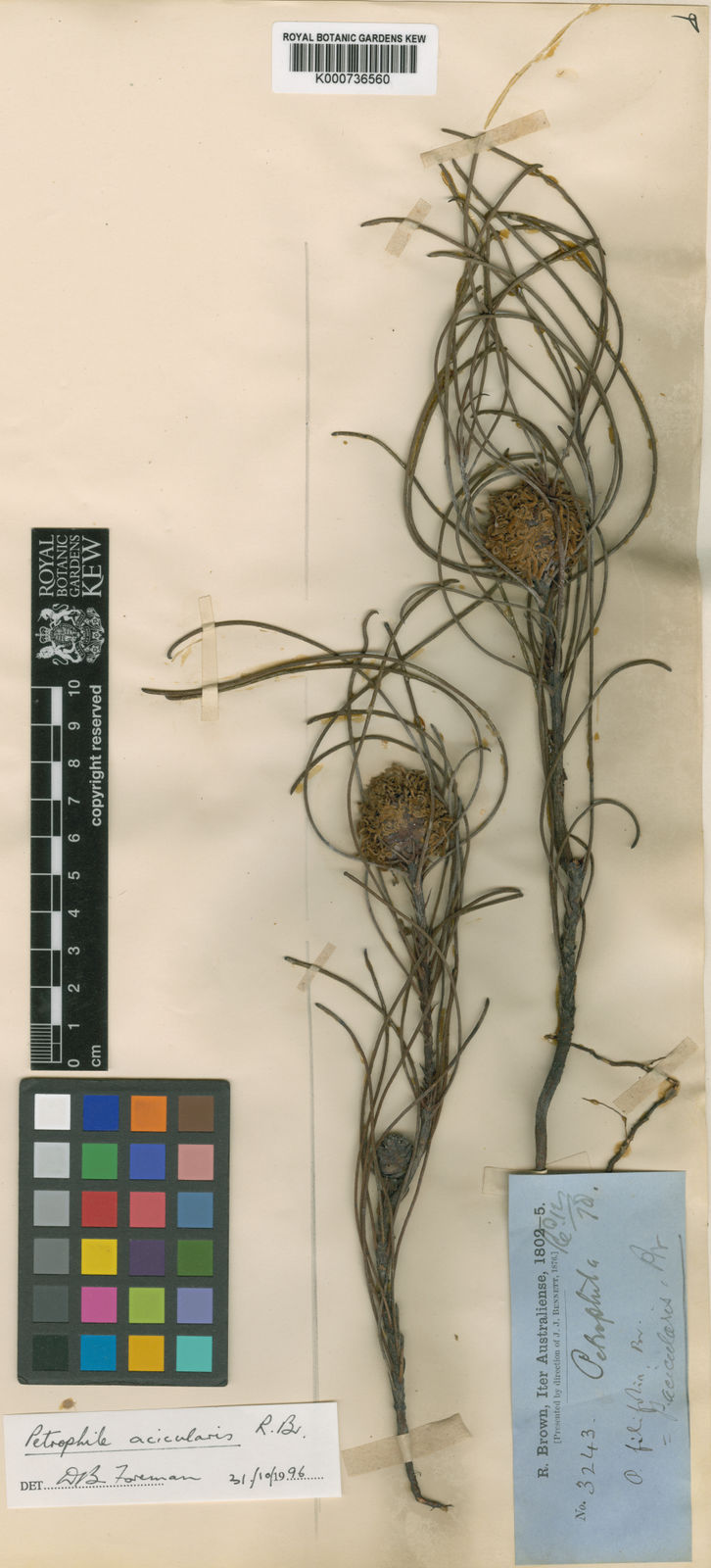 Petrophile acicularis R.Br. | Plants of the World Online | Kew Science