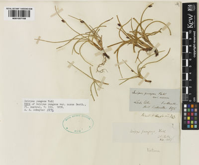 Kew Gardens K001057168:  Mueller, F.J.H., von [s.n.] Australia