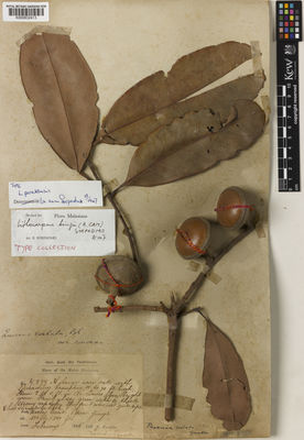 Kew Gardens K000832413:  Kunstler, H. [7277] Malaysia