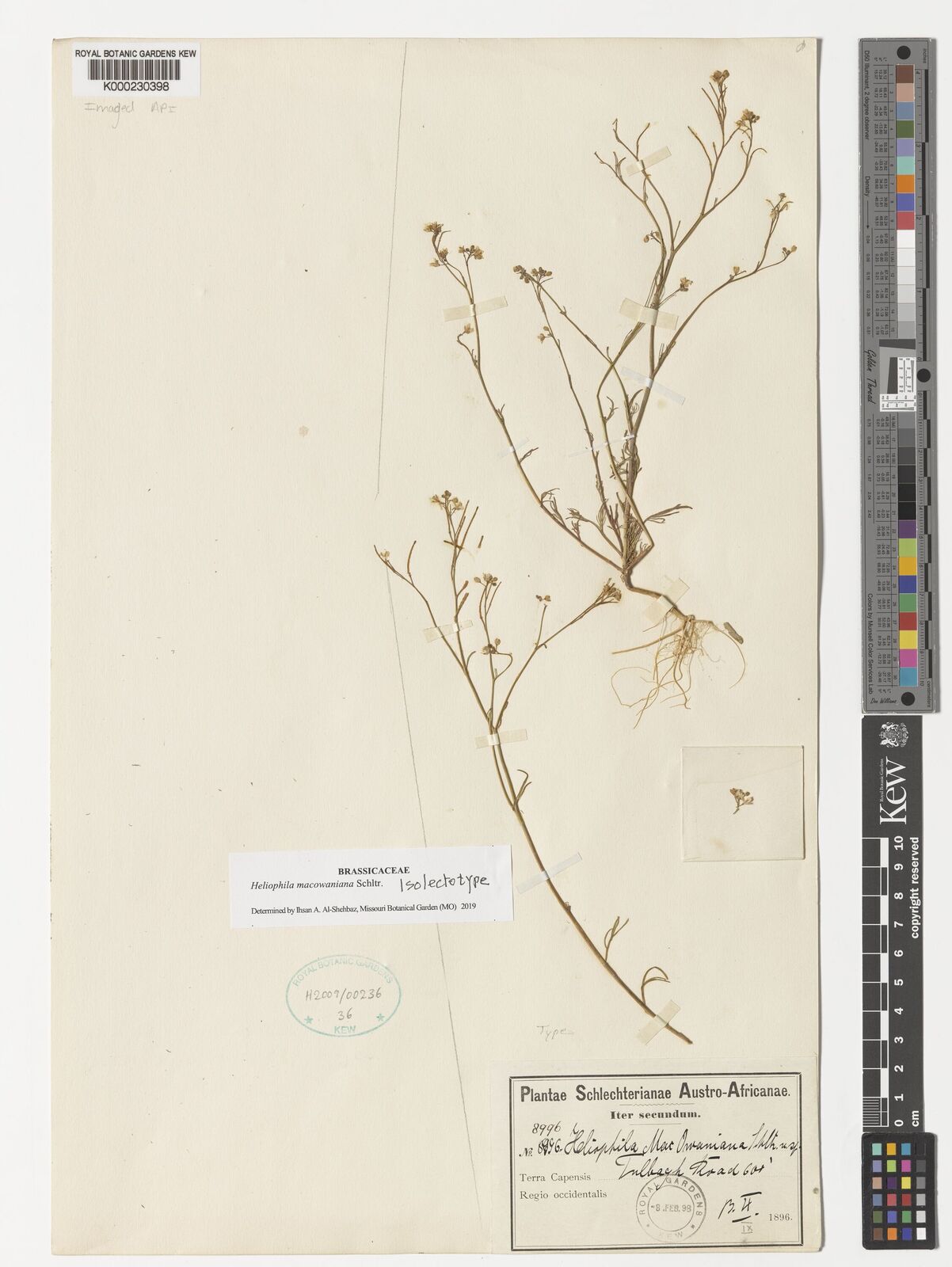 Kew Gardens K000230398:  Schlechter [8996] South Africa