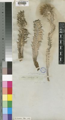 Kew Gardens K000377585:  Drege [s.n.] South Africa