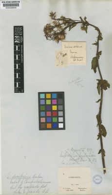 Kew Gardens K000486608:  Claussen, P. [s.n.] Brazil