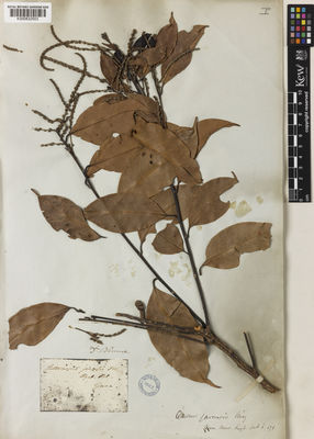 Kew Gardens K000832503:  Blume, C.L.von. [s.n.] Indonesia