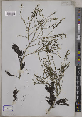 Kew Gardens K001120314:  s.coll. [Cat. no. 5261]