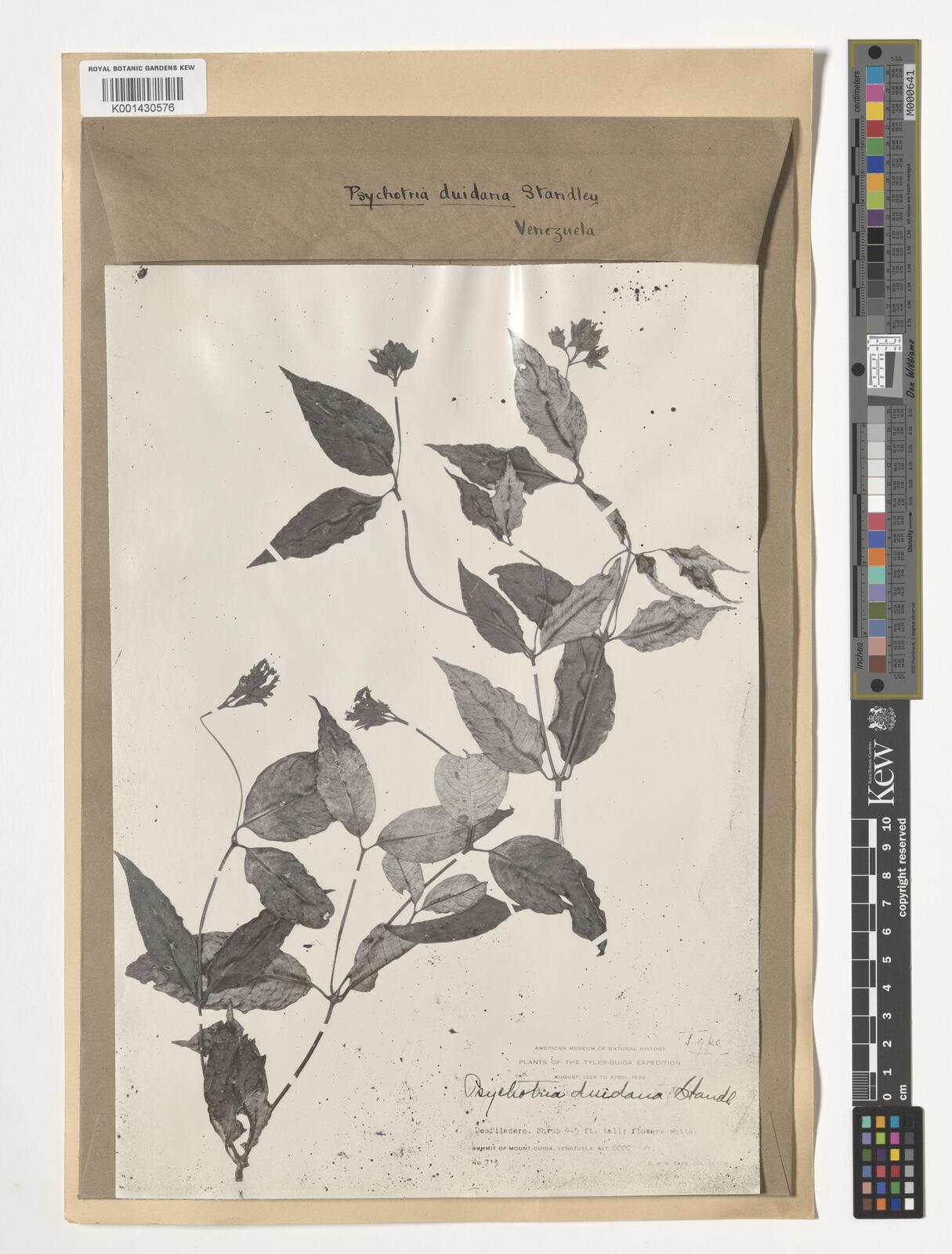 Psychotria duidana