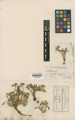 Kew Gardens K000529890:  Pringle, C.G. [4247] Mexico