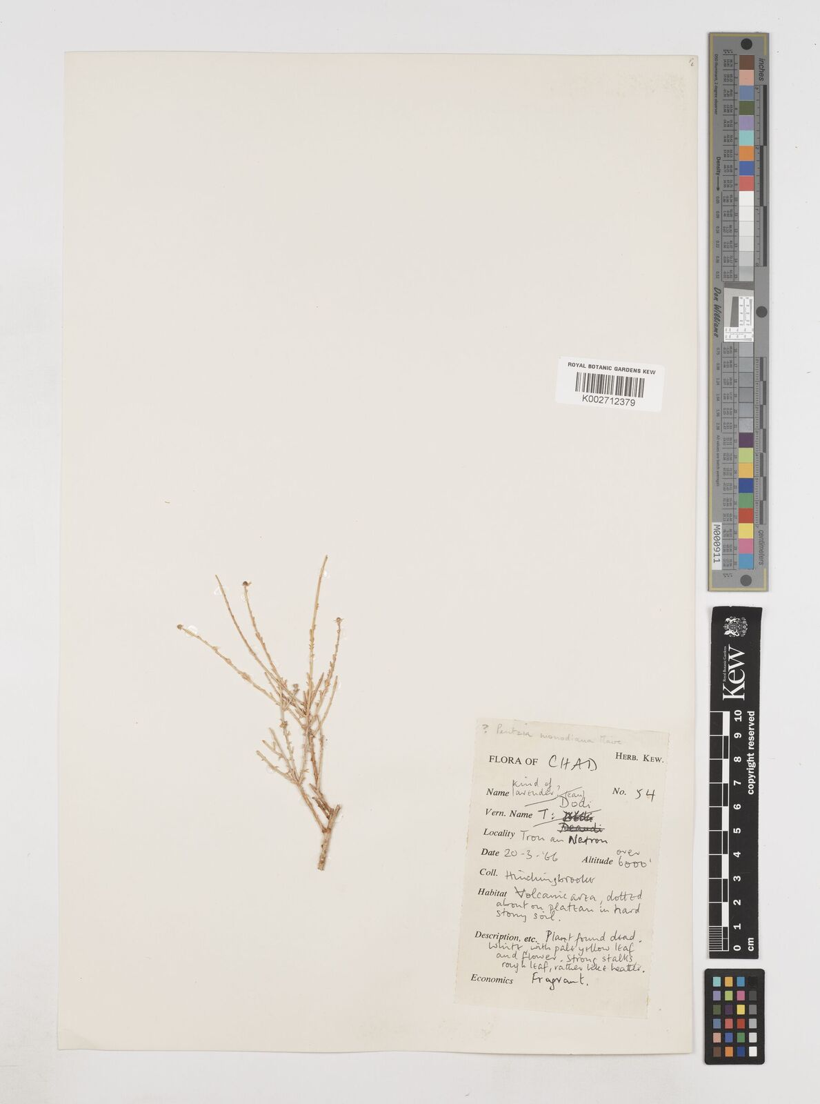 Pentzia monodiana