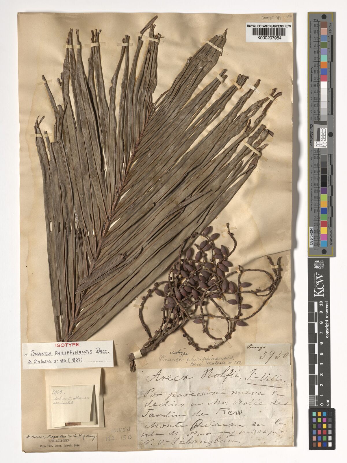 Pinanga philippinensis