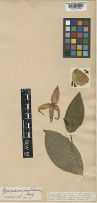 Kew Gardens K000077896:  s.coll. [s.n.]