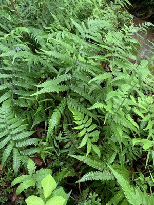 Deparia japonica (Thunb.) M.Kato | Plants of the World Online | Kew Science