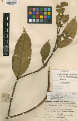 Kew Gardens K000675932:  Lam, H.J. [1930] Papua New Guinea