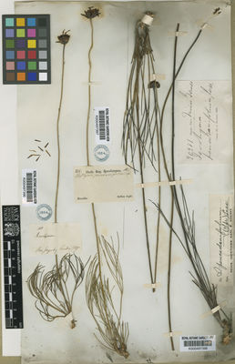 Kew Gardens K000497398:  s.coll. [20981] Brazil