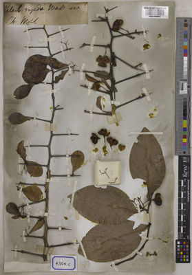 Kew Gardens K001038667:  s.coll. [Cat. no. 4304]