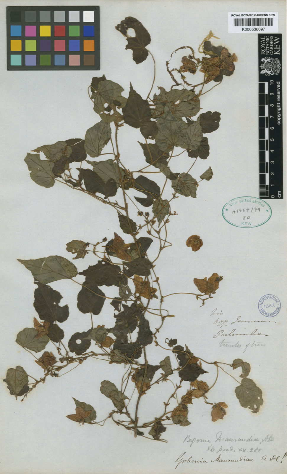 Begonia maurandiae . | Plants of the World Online | Kew Science