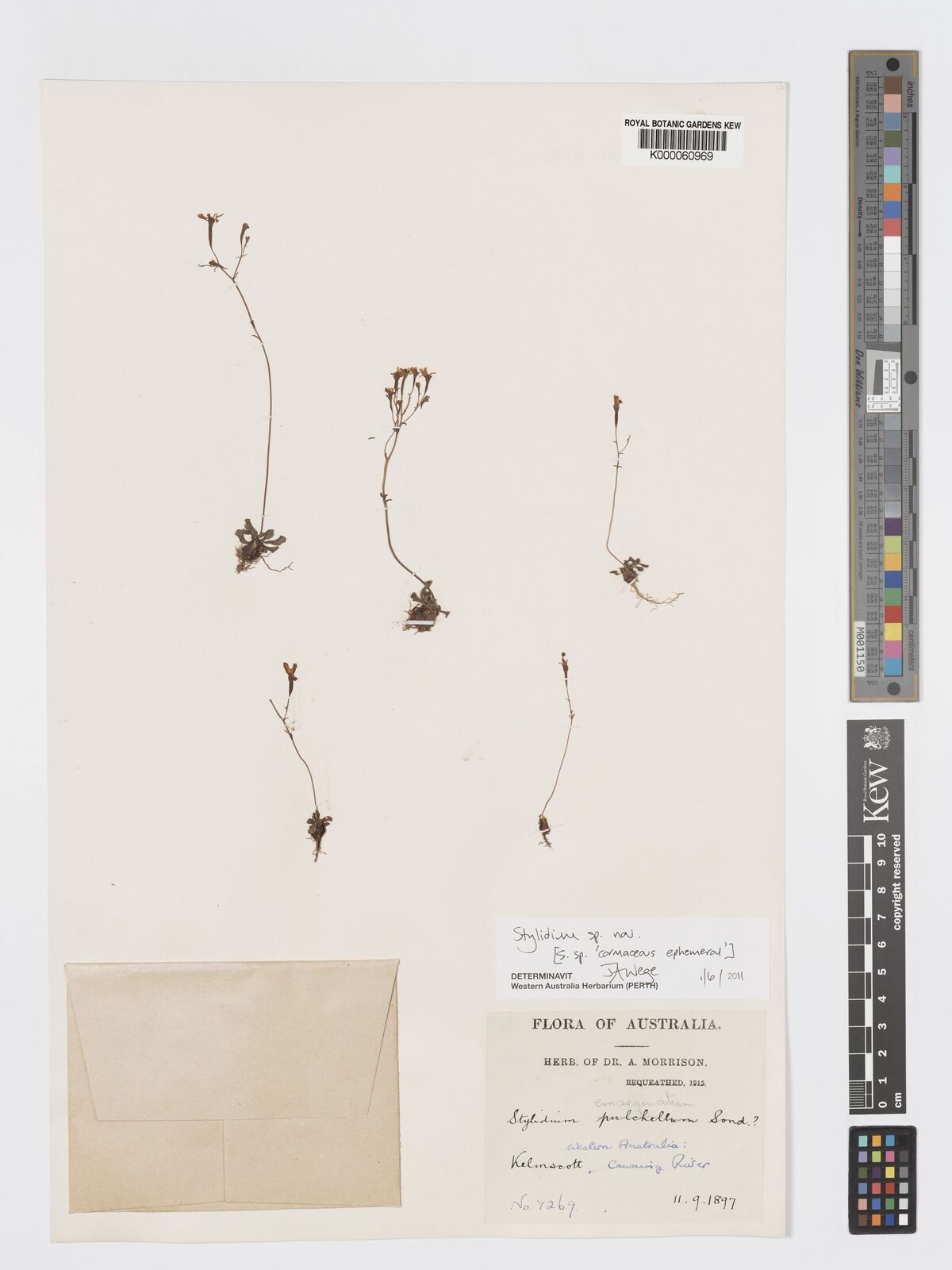 Kew Gardens K000060969:  Morrison, A [7269] Australia