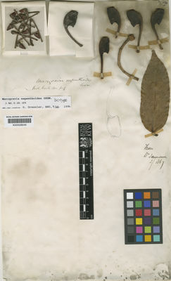 Kew Gardens K000528240:  Seemann, B. [s.n.] Nicaragua