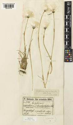 Kew Gardens K001057155:  Sintenis, P.E.E. [7406] Turkey