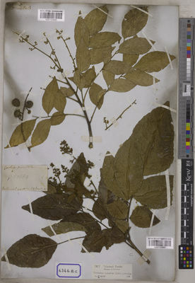 Kew Gardens K001123680:  s.coll. [Cat. no. 6366]