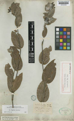 Kew Gardens K000530094:  Pohl [s.n.] Brazil