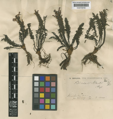 Kew Gardens K000708765:  Regel, A. [s.n.]